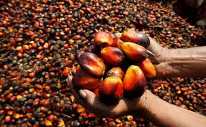 NIGERIA’S $600M PALM OIL IMPORT BILL EXPOSES LOST DOMINANCE IN GLOBAL MARKET